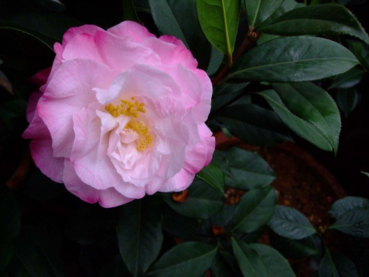 ʥ�� 10-4-12f 031.jpg