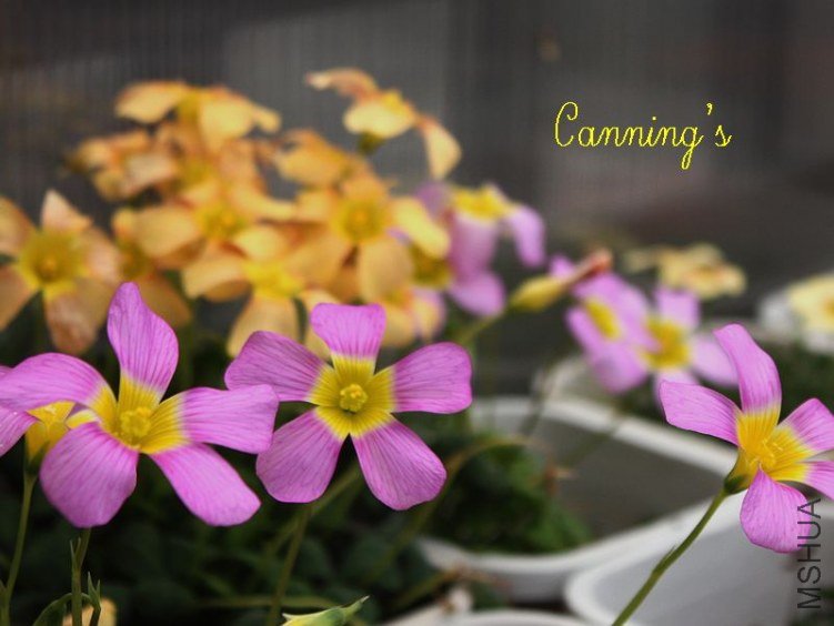 large form dark and pale tangerine.jpg