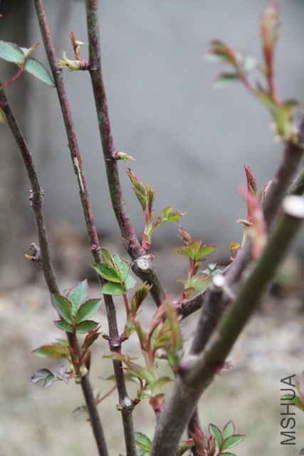 IMG_1665.JPG
