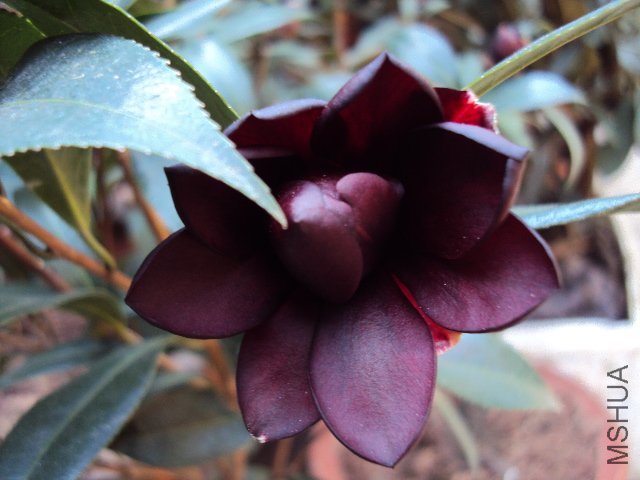 DSC05580.JPG