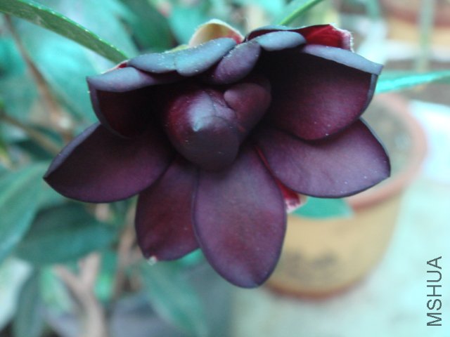 DSC07778.JPG