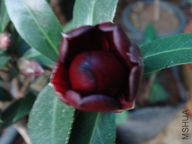 DSC07785.JPG