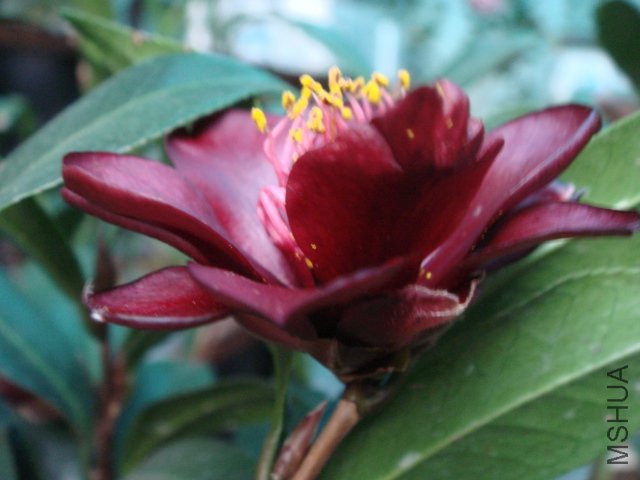 DSC07788.JPG
