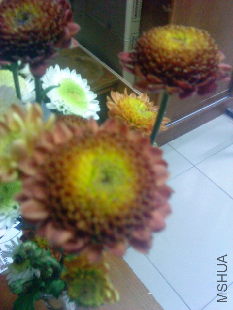 DSC01198.JPG