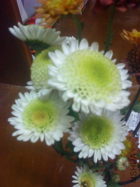 DSC01196.JPG