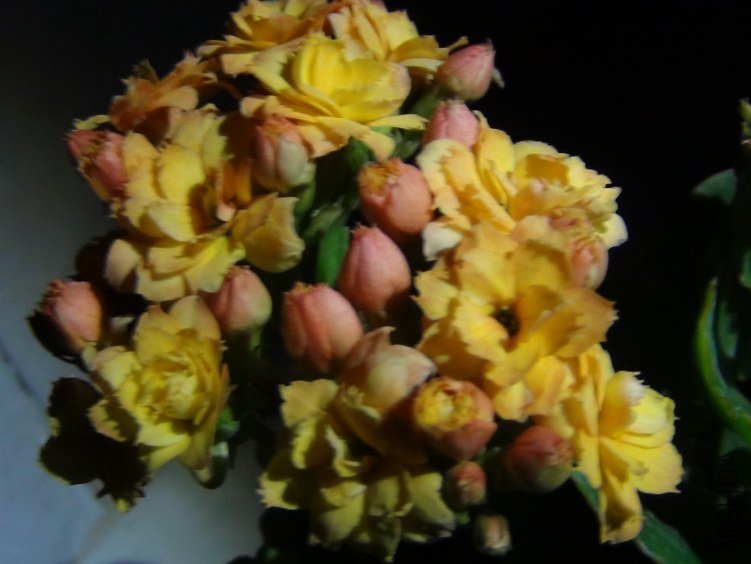 DSC01614.JPG