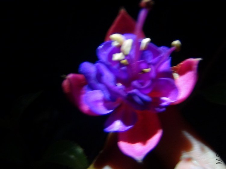 DSC01621.JPG
