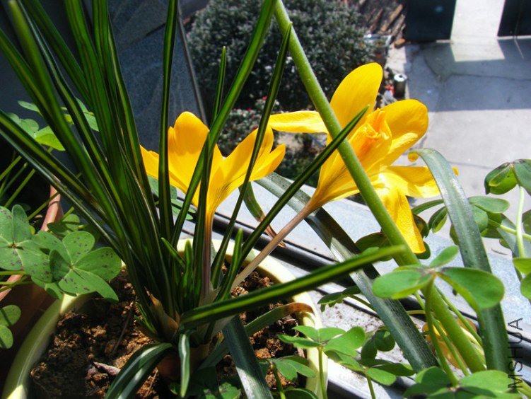 dscf6678_����.jpg