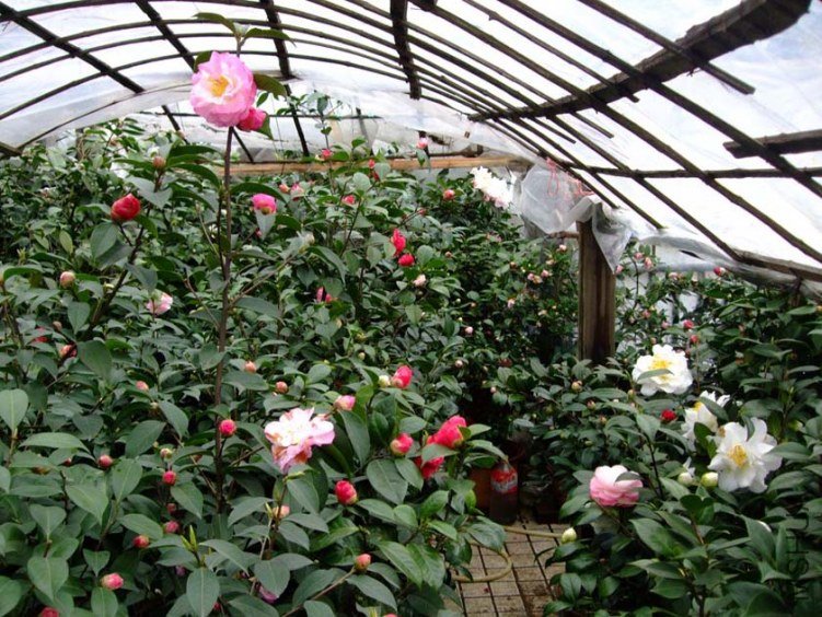 �軨԰ 2012-3-18f 015.jpg