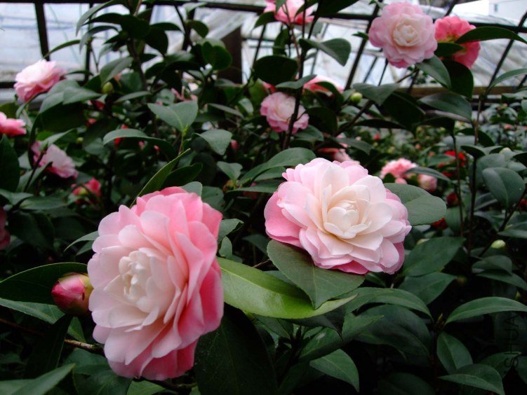 �軨԰ 2012-3-18f 016.jpg