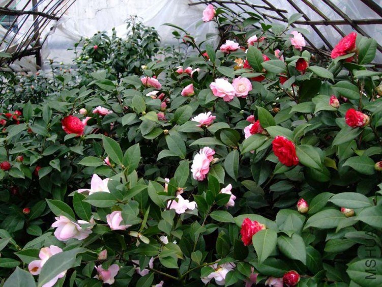 �軨԰ 2012-3-18f 020.jpg