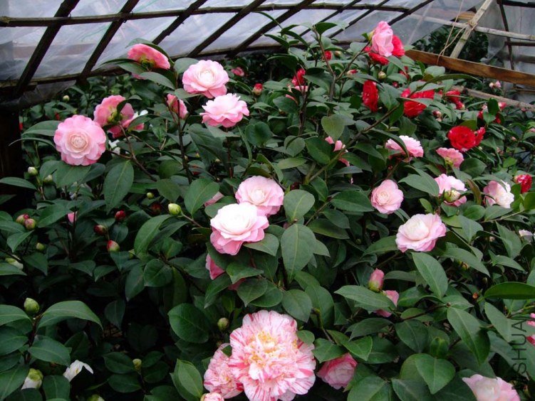 �軨԰ 2012-3-18f 033.jpg