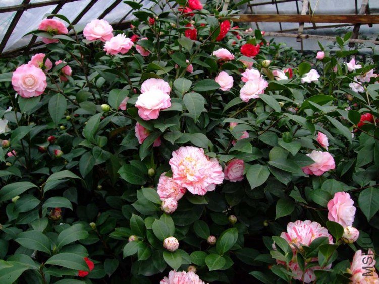 �軨԰ 2012-3-18f 034.jpg