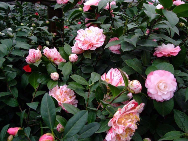 �軨԰ 2012-3-18f 039.jpg