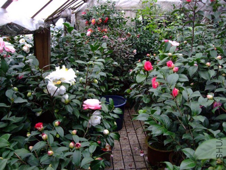 �軨԰ 2012-3-18f 040.jpg