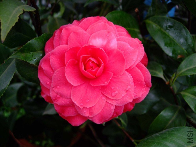 ��˹ 2012-3-18f 023.jpg