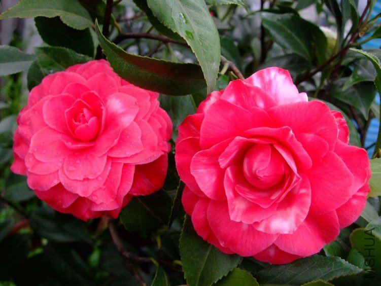 ��˹ 2012-3-18f 024.jpg