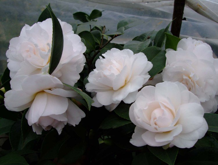 �Ѱ������� 2012-3-18f 090.jpg