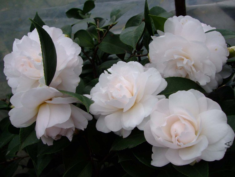 �Ѱ������� 2012-3-18f 091.jpg