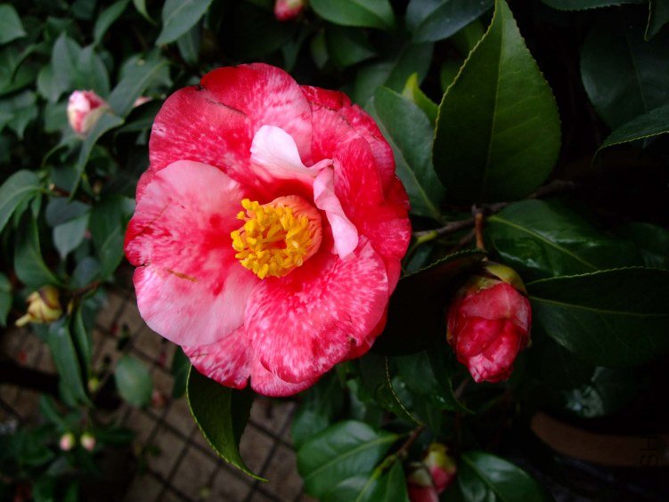 ����֮�� 2012-3-18f 097.jpg