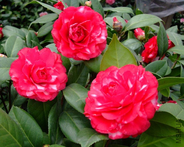 ������ 2012-3-18f 120.jpg