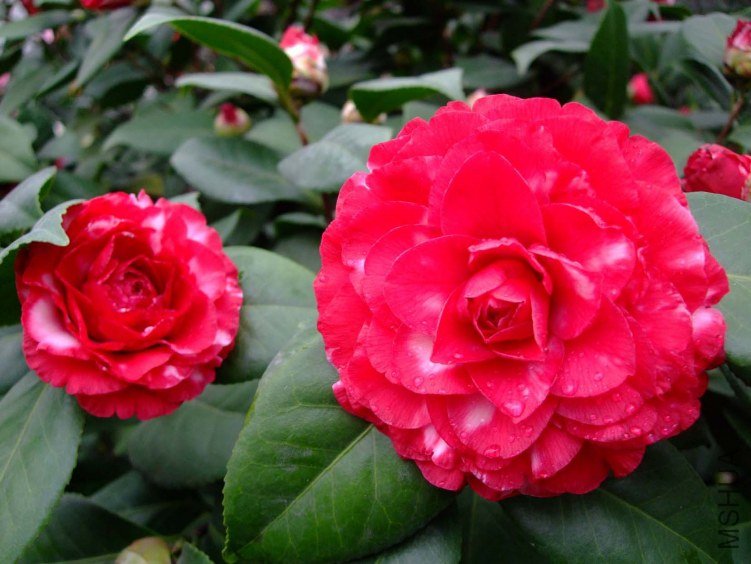 ������ 2012-3-18f 022.jpg