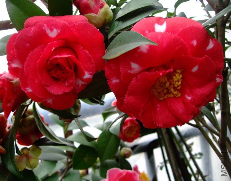 ������ 2012-3-18f 012.jpg