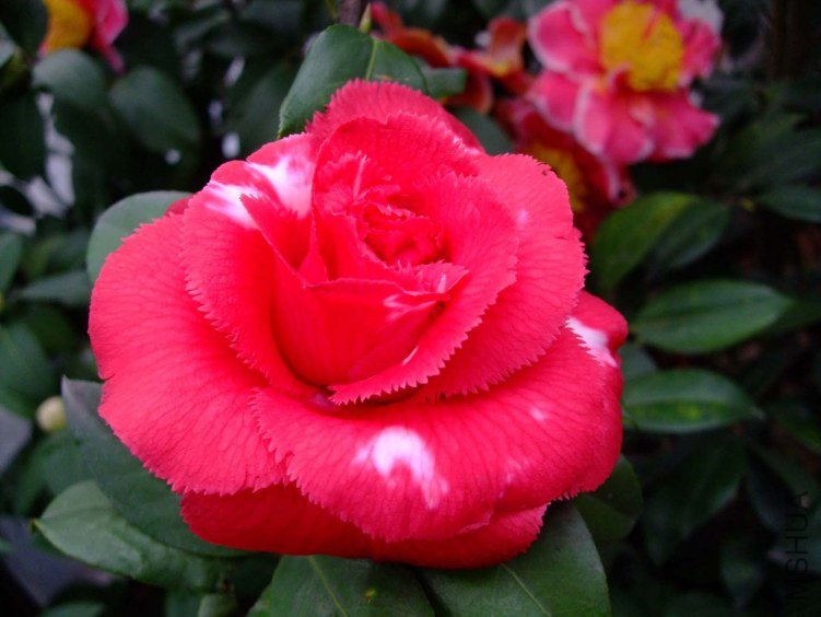 ������ 2012-3-18f 014.jpg