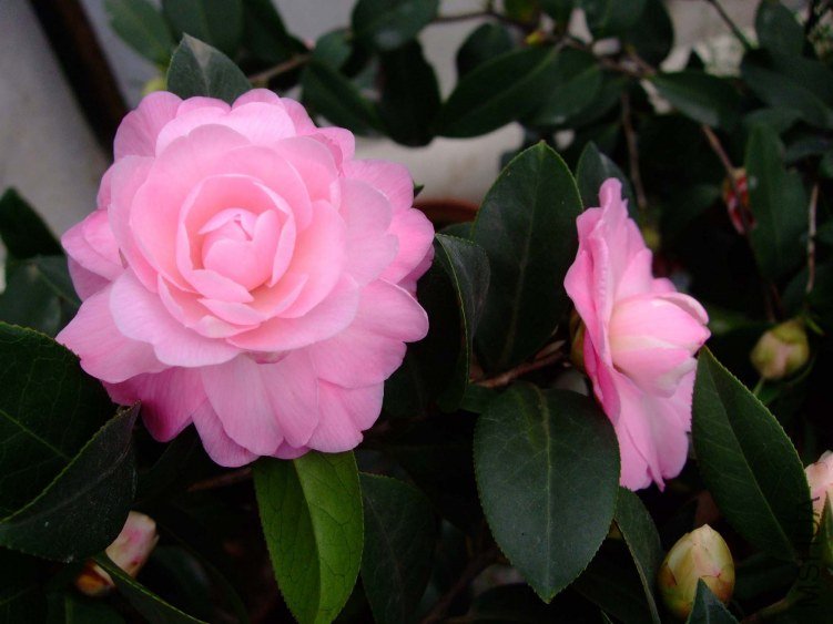 ��Ħ�� 2012-3-18f 017.jpg