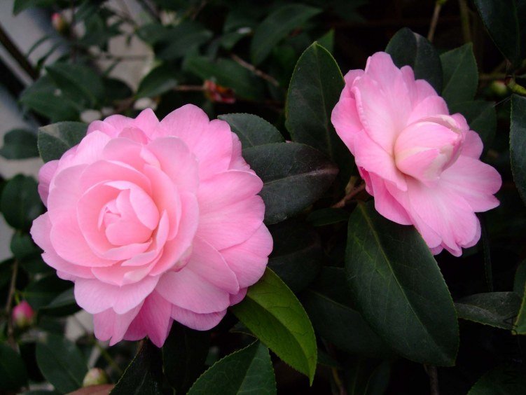 ��Ħ�� 2012-3-18f 018.jpg