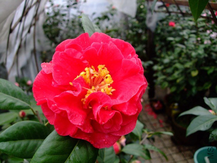 ����˹ 2012-3-18f 042.jpg