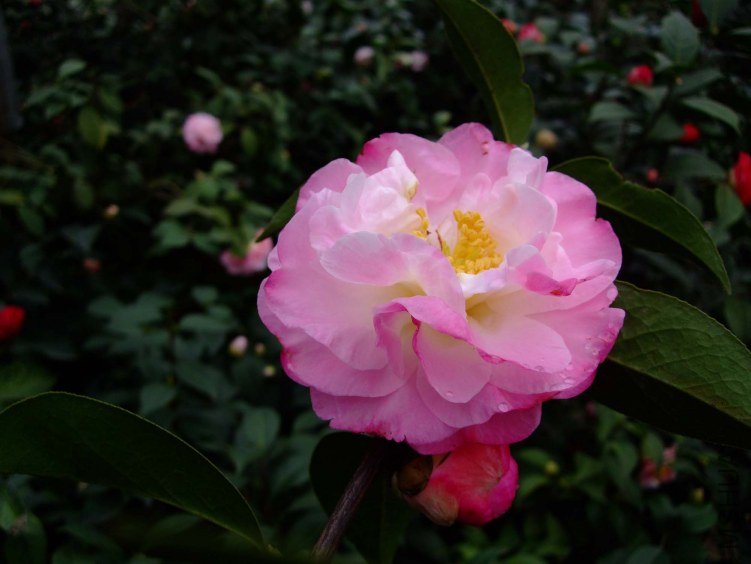 �����Ϲ� 2012-3-18f 008.jpg