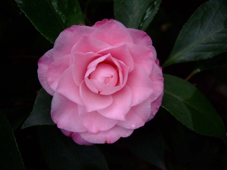 ��������� 2012-3-18f 041.jpg