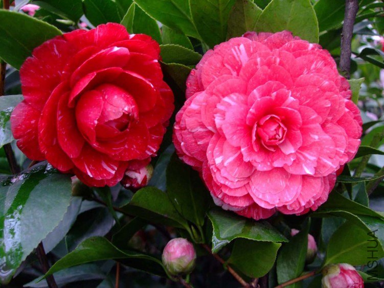 ԧ���� 2012-3-18f 038.jpg