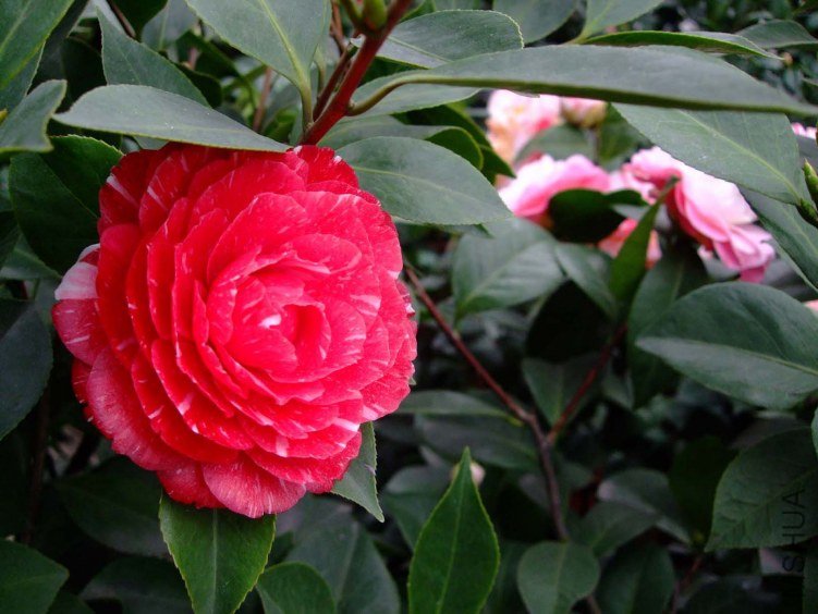 ԧ���� 2012-3-18f 026.jpg