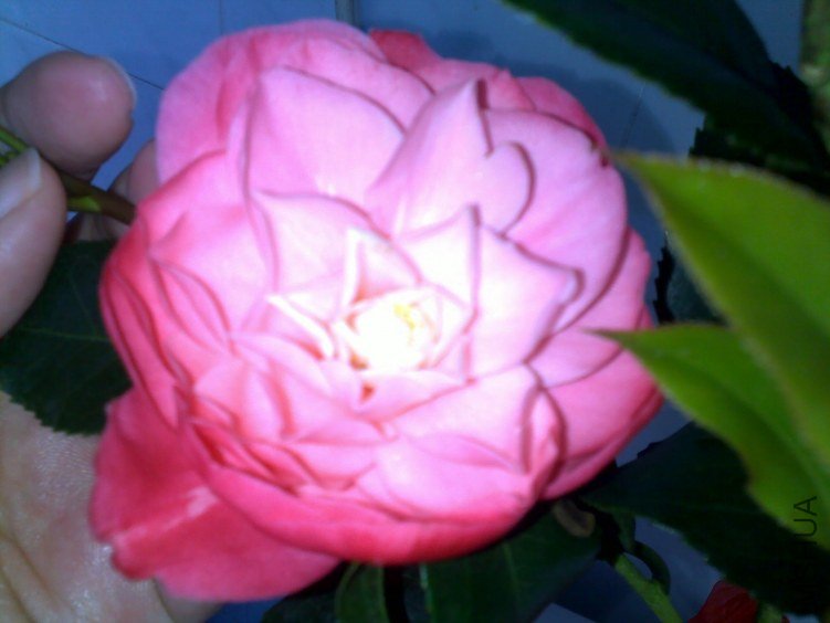 20120318245.jpg