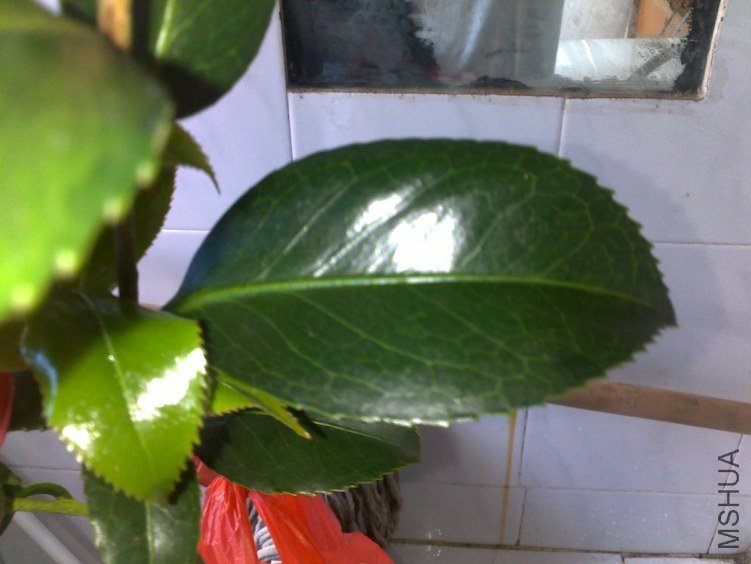 20120318246.jpg