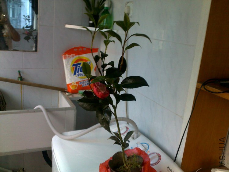 20120318247.jpg