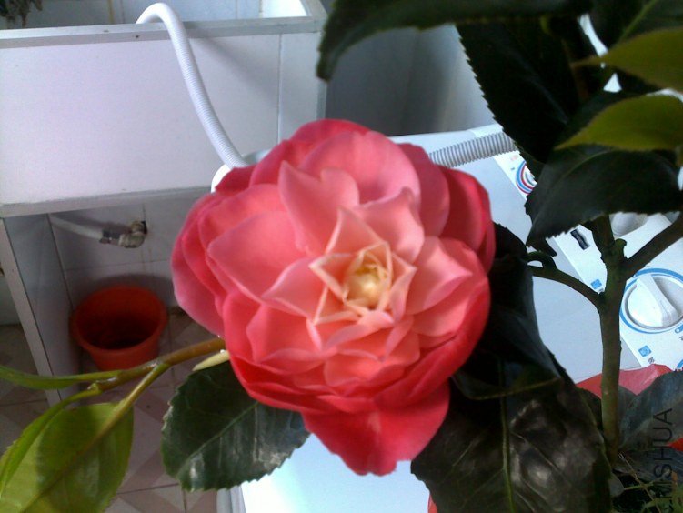 20120318248.jpg