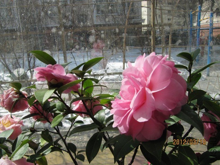 IMG_0010.JPG