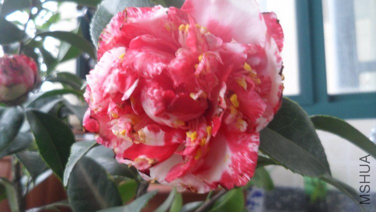 SAM_0588.JPG