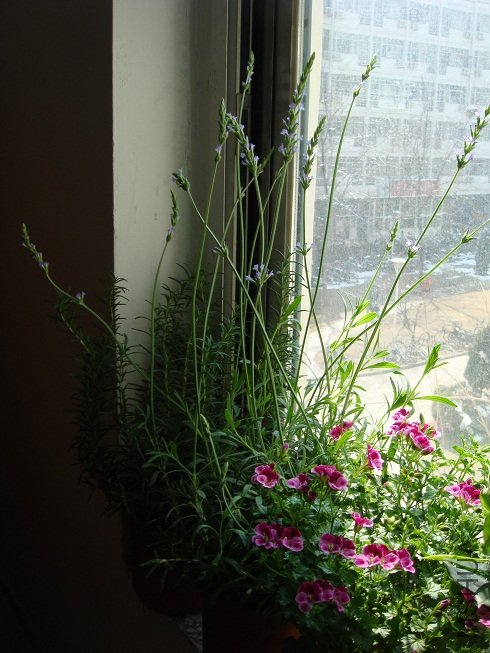 DSC09248.JPG