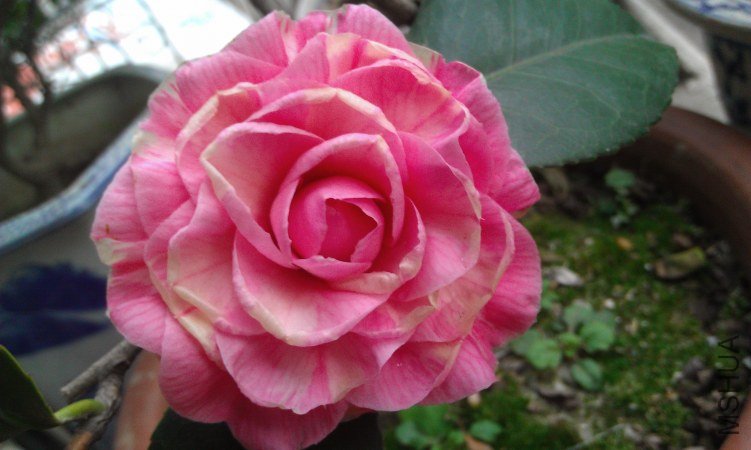 IMAG0062.jpg