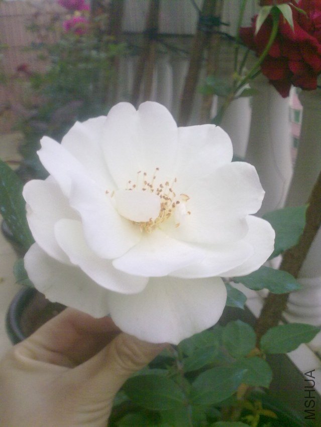 20120308335.jpg