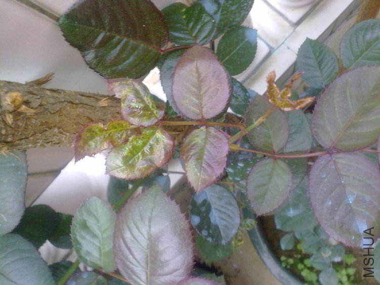20120318341.jpg