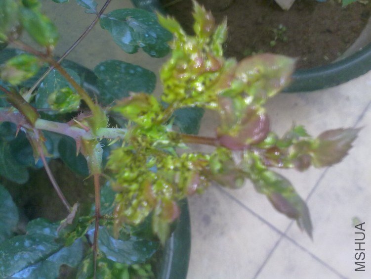 20120318342.jpg