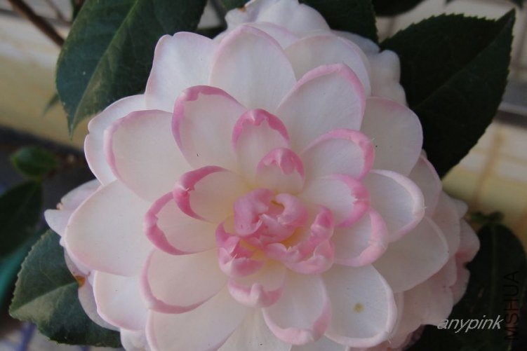 nEO_IMG_DSC02137.jpg