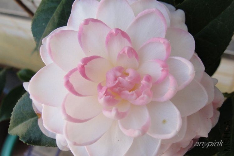 nEO_IMG_DSC02139.jpg