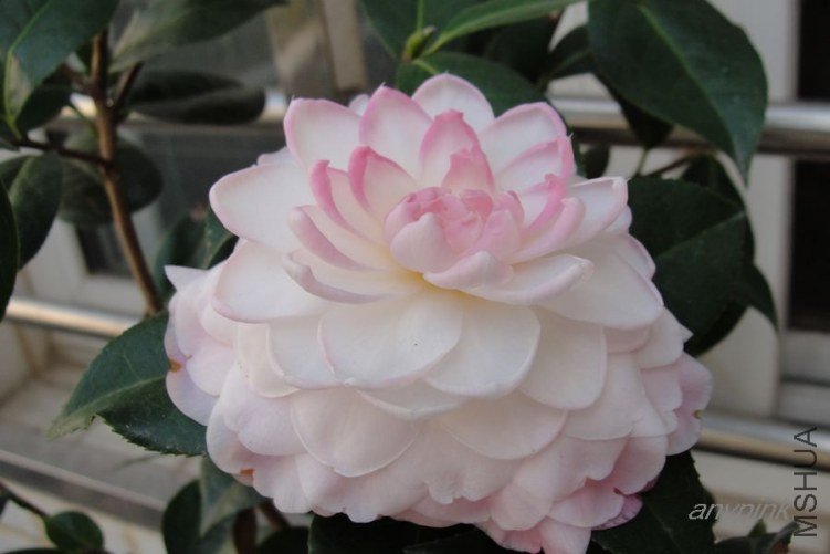 nEO_IMG_DSC02151.jpg