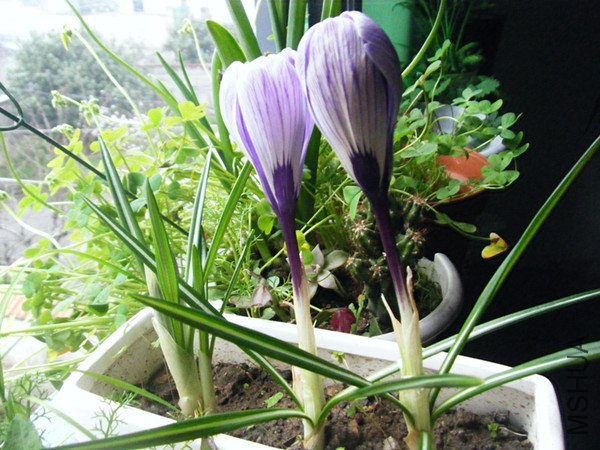 dscf6738_����.jpg